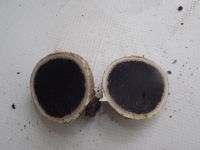 Dickschaliger Kartoffelbovist